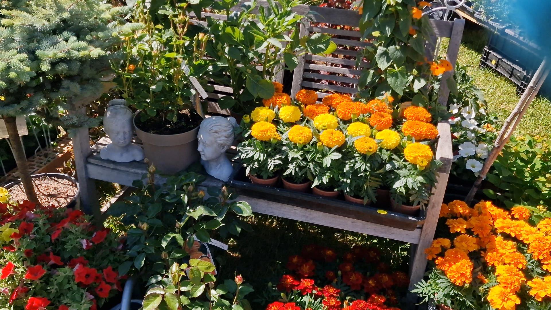 Gartenträume in Traustadt locken derzeit zahlreiche Besucher an